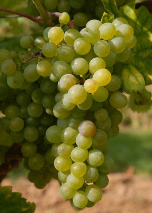 Gruener Veltliner ANT 0673